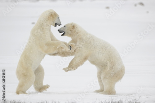 Fight of polar bears. 11
