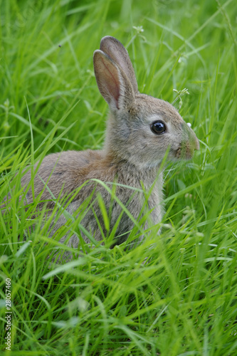 Wild Grey Rabbit in Long Grass © alina