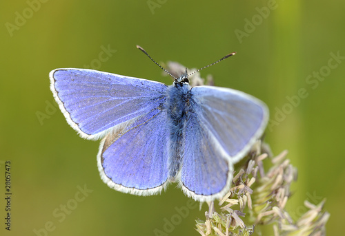 Blue Idas Butterfly