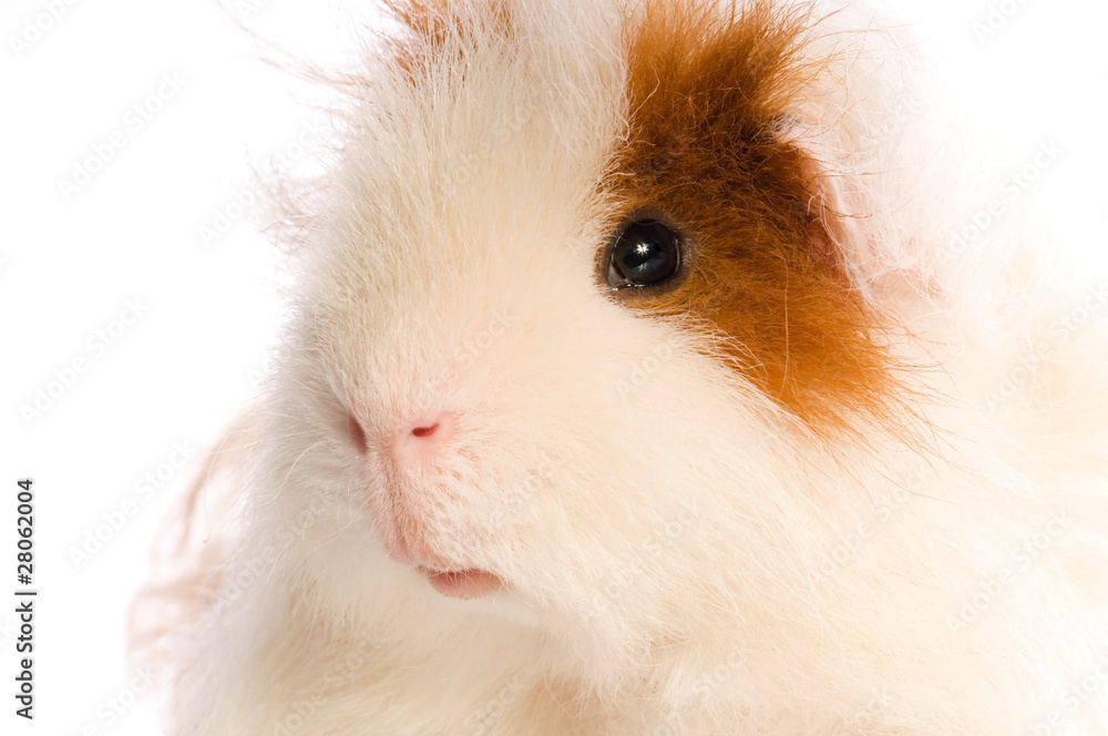 guinea pig guinea pig