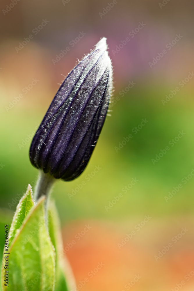 Flower bud close-up Flower bud close-up