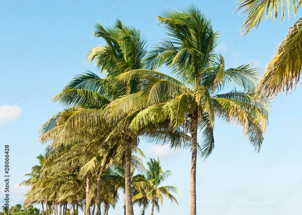 Fototapeta premium Palms trees on the beach during bright day