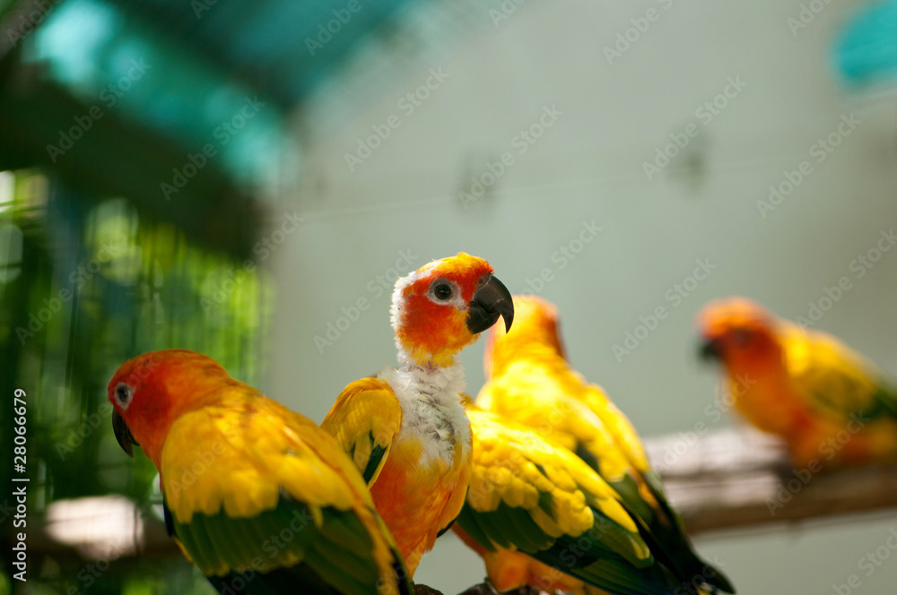 Colourful parrot bird sitting on the perch Colourful parrot bird sitting on the perch