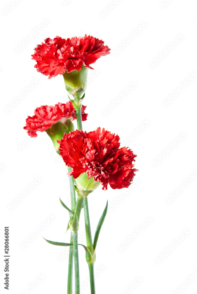 Obraz premium Three Red Carnation on White background