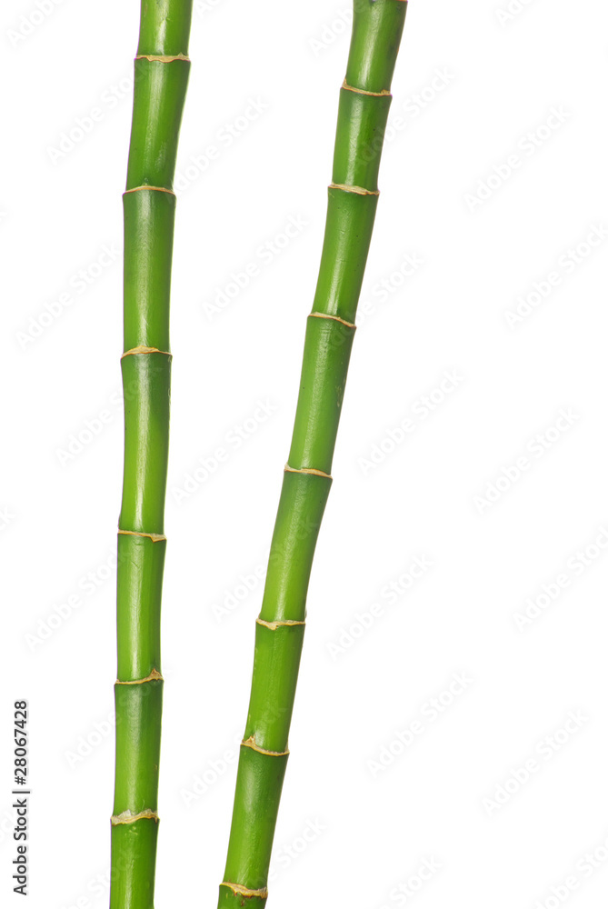 Fototapeta premium bamboo