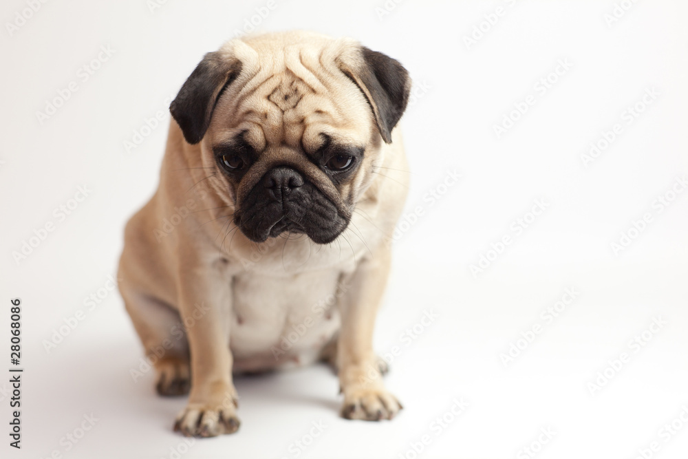 pug pug