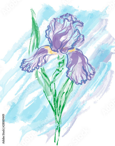 Watercolor of iris flower
