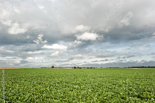 Sugar beet field