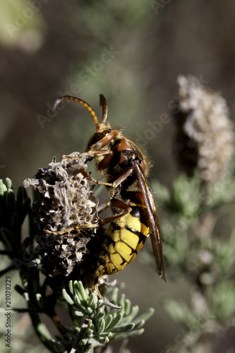 Vespa Crabro photo