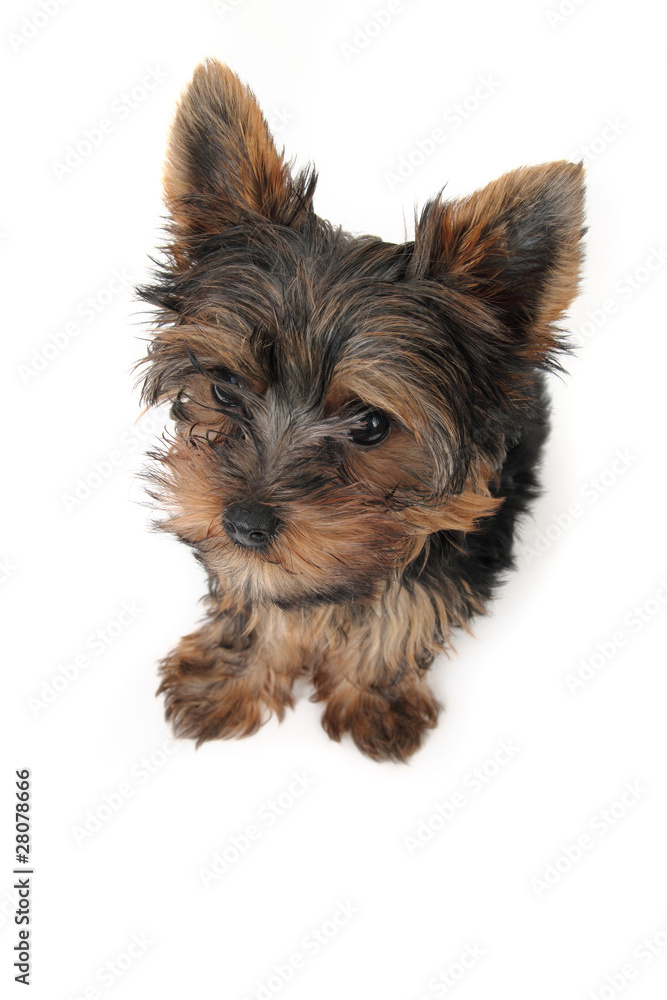 small Yorkshire Terrier in front on white background