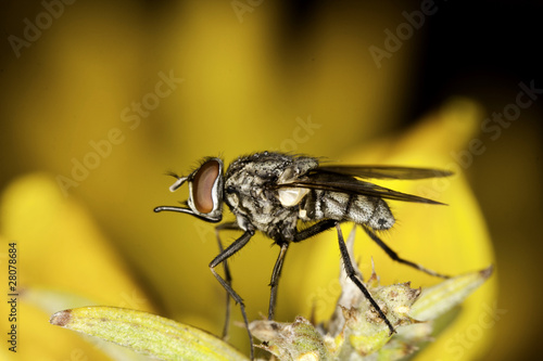 flesh-fly © Mauro Rodrigues
