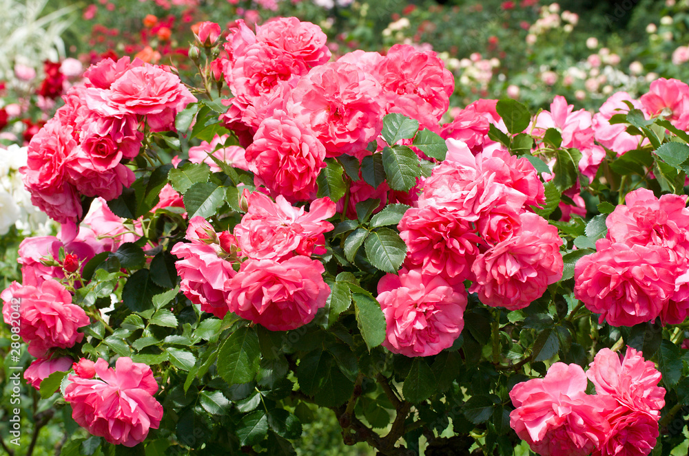 bush of beautiful pink roses bush of beautiful pink roses