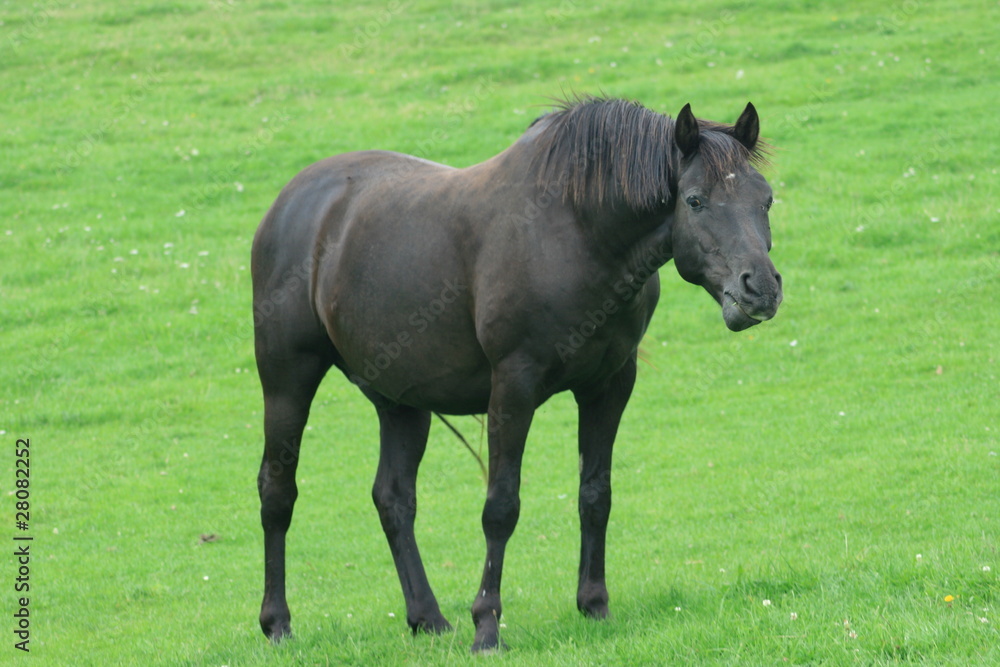 Rappe black horse Rappe black horse