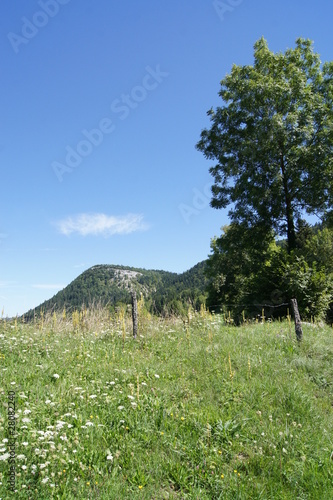 arbre et montagne