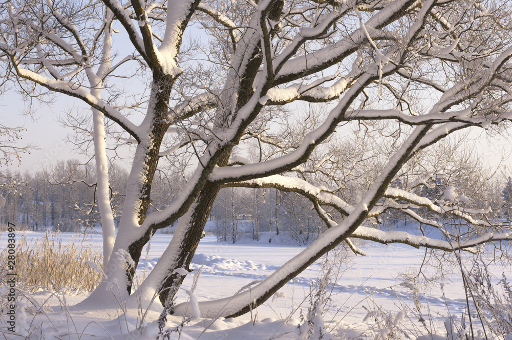 Snow-covered trees in the park Snow-covered trees in the park