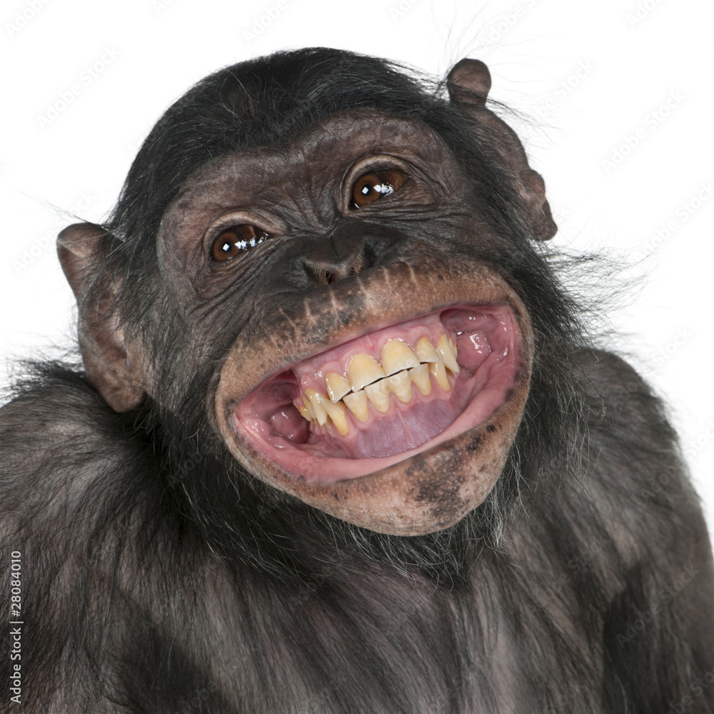 Photographie Close-up of Mixed-Breed monkey between Chimpanzee and Bonobo -  Acheter-le sur Europosters.fr