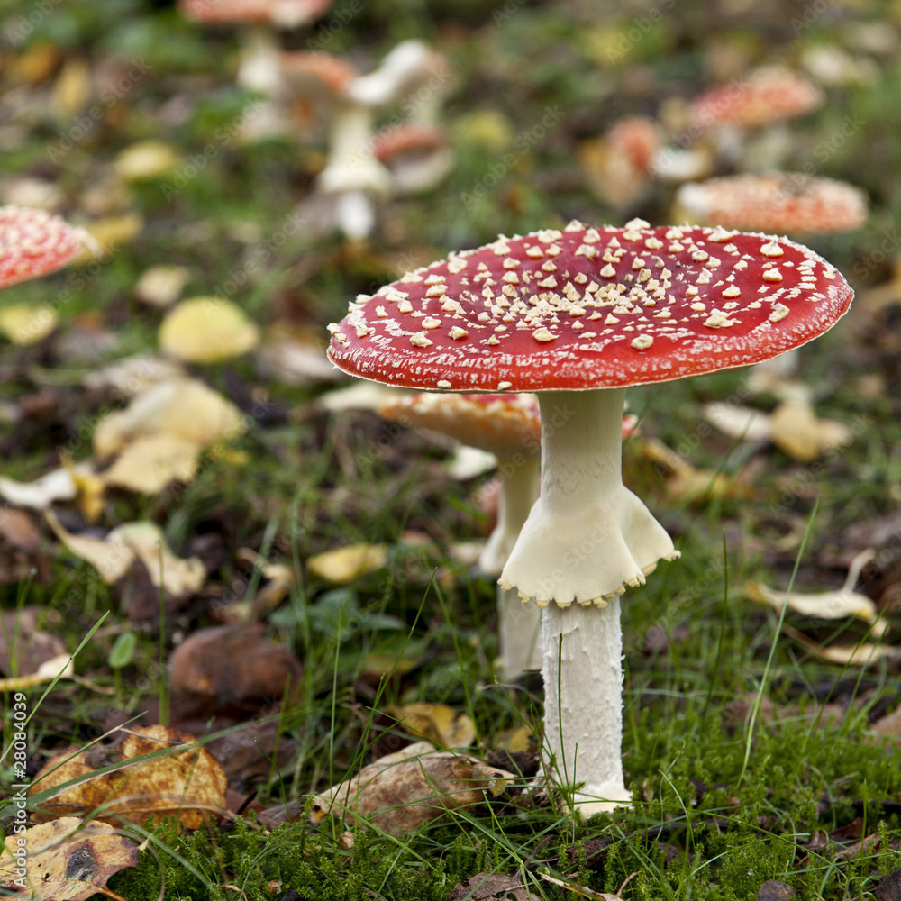 Fly agaric or fly Amanita mushrooms, Amanita muscaria Fly agaric or fly Amanita mushrooms, Amanita muscaria
