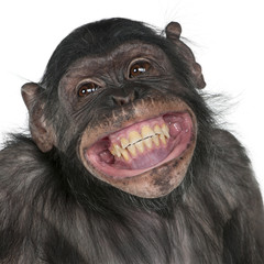 Fotobehang Aap Close-up van kruising chimpansee bonobo  © Eric Isselée