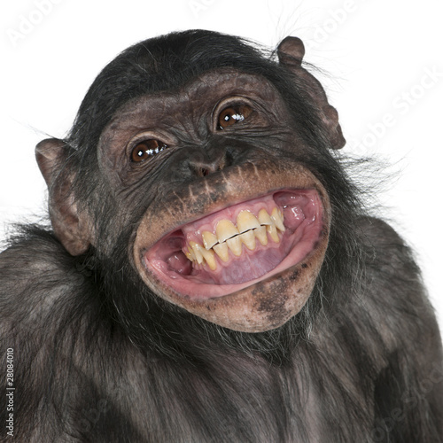 Valokuvatapetti Close-up of Mixed-Breed monkey between Chimpanzee and Bonobo