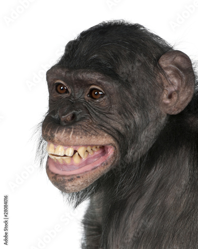 Photography Close-up of Mixed-Breed monkey between Chimpanzee and Bonobo