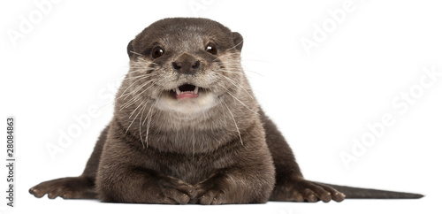 Oriental small-clawed otter, Amblonyx Cinereus, 5 years old