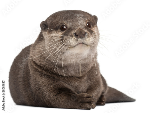 Oriental small-clawed otter, Amblonyx Cinereus, 5 years old