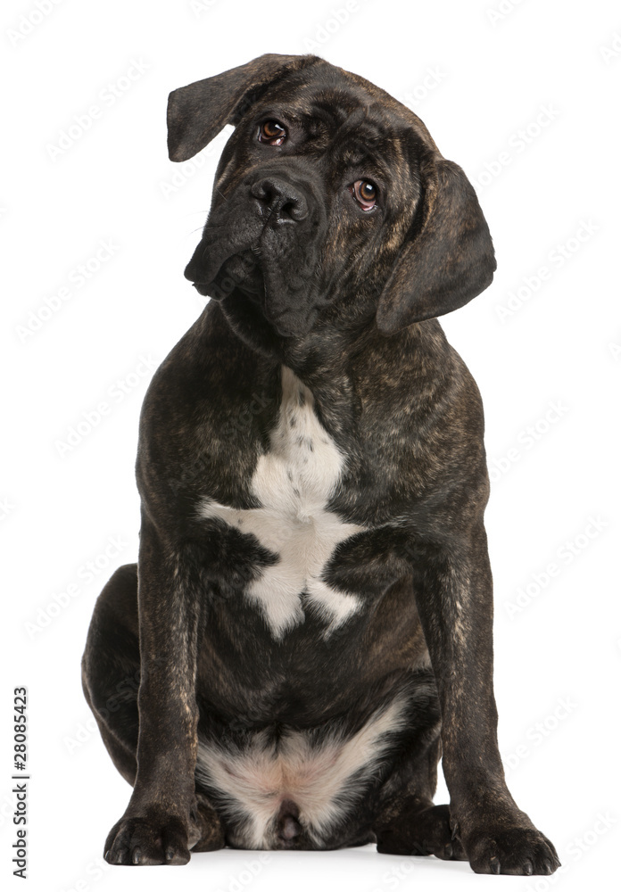 Cane Corso, 9 months old, sitting in front of white background Cane Corso, 9 months old, sitting in front of white background