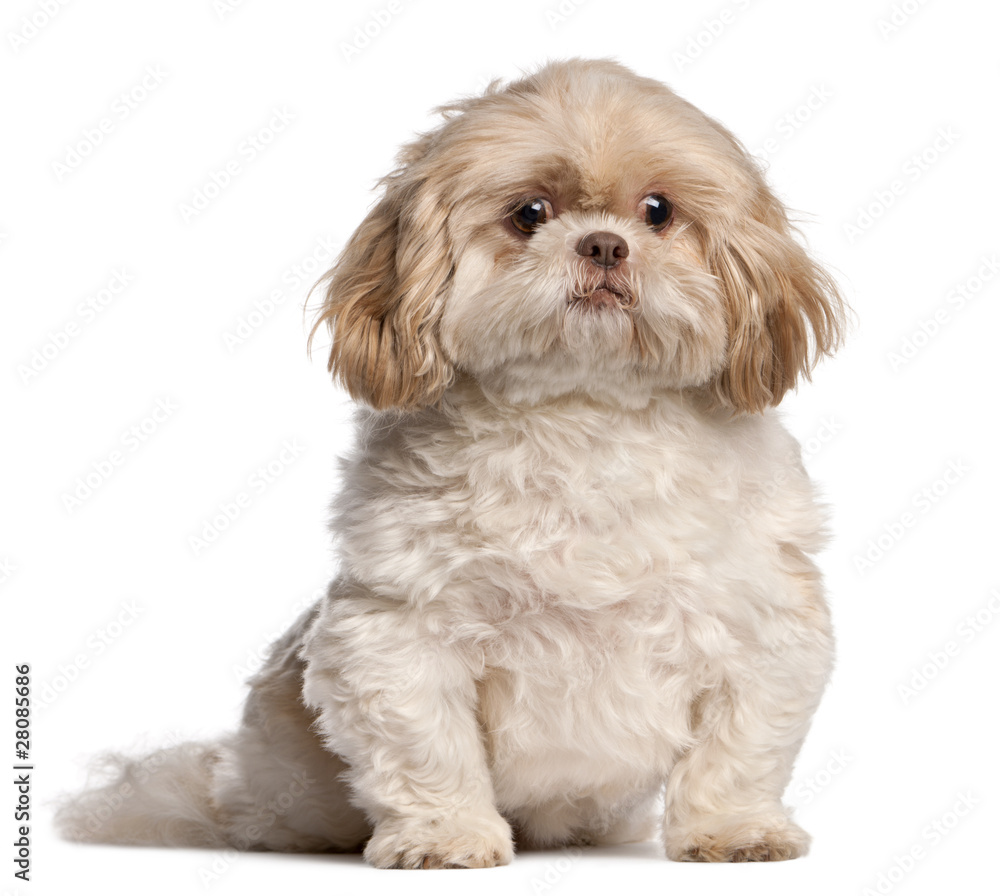 Shih Tzu sitting in front of white background Shih Tzu sitting in front of white background