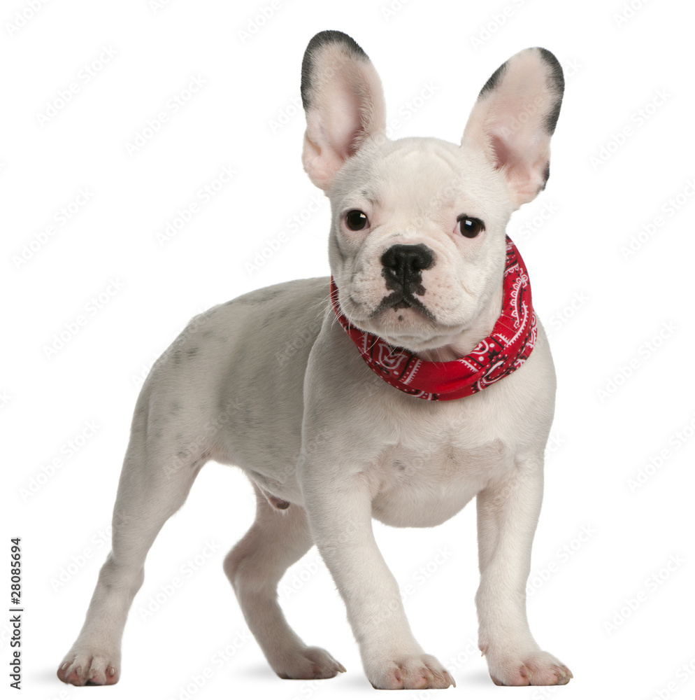 French bulldog puppy, 4 months old, standing