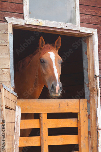 horse in stable