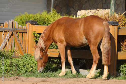horse grazing