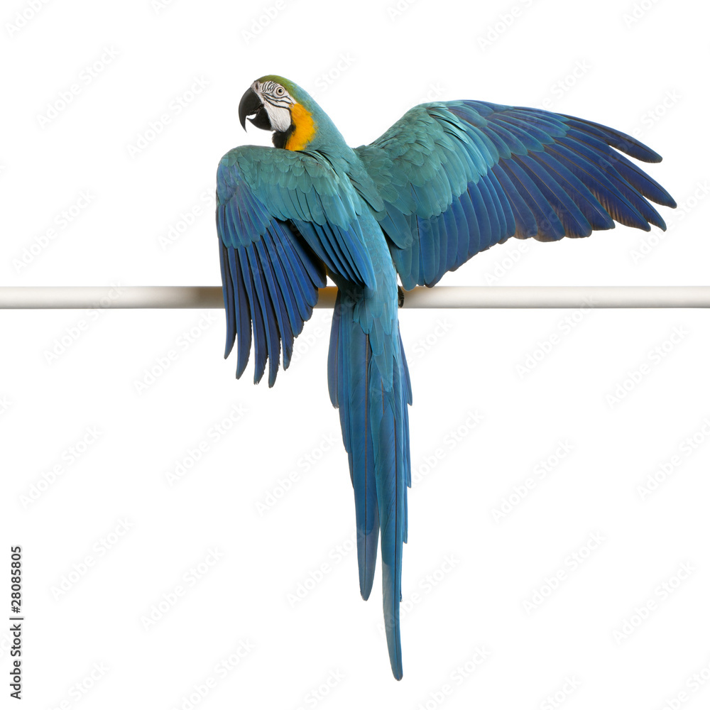 Fototapeta premium Blue and Yellow Macaw, Ara Ararauna, perched on pole
