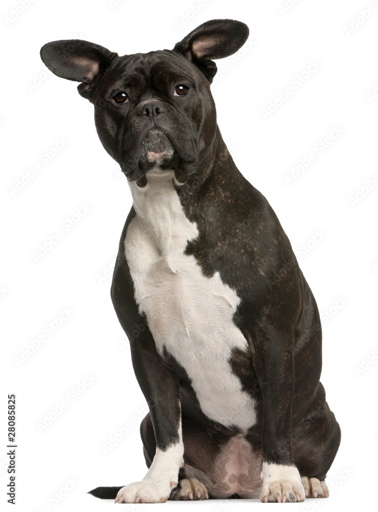 Mixed-breed dog, 3 years old, sitting Mixed-breed dog, 3 years old, sitting