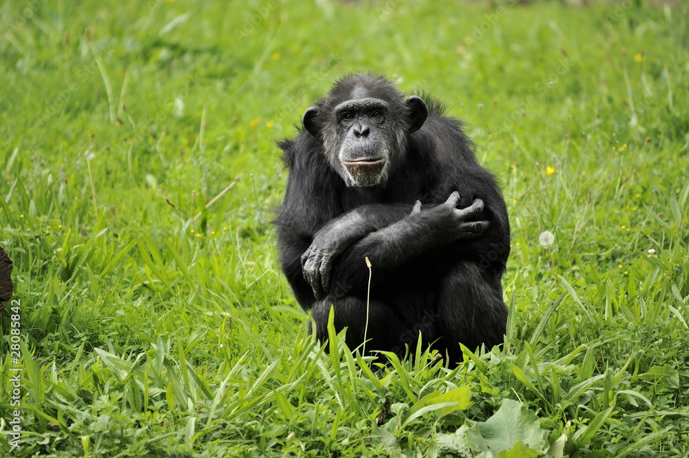 chimpanzé assis bras croisés Stock Photo | Adobe Stock