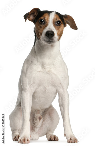 Jack Russell Terrier, 4 years old, sitting © Eric Isselée