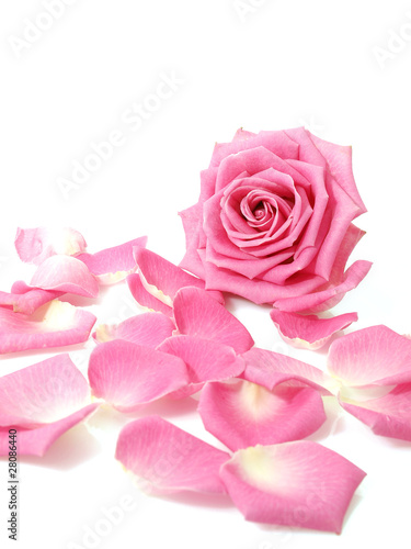 Pink rose and petals