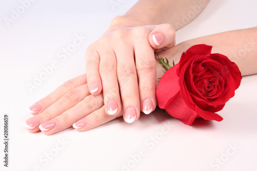 Woman hands with french manicure holding red rose