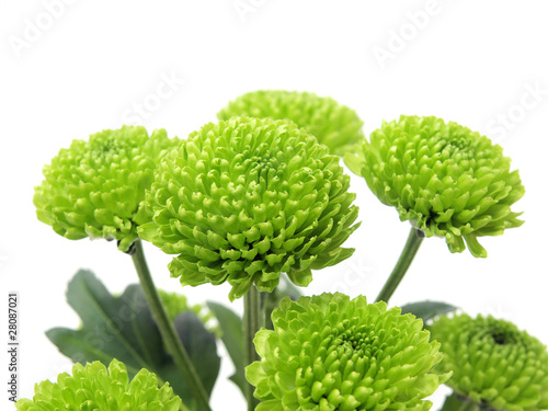 Green Chrysanthemum Flowers