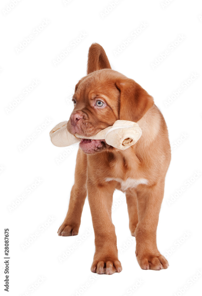 Puppy eating a bone