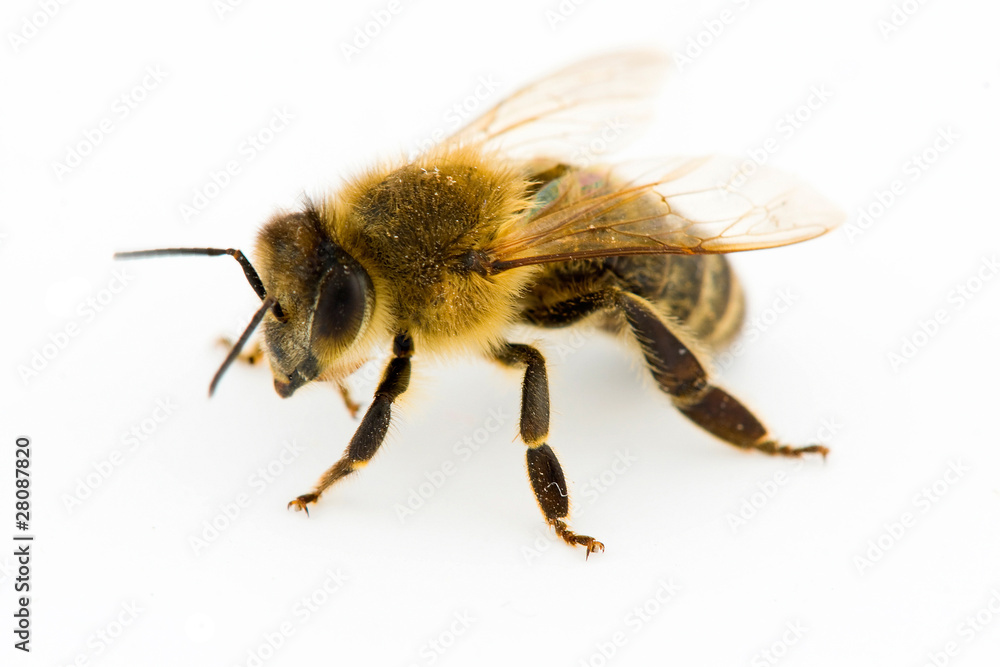 Isolated honeybee Isolated honeybee