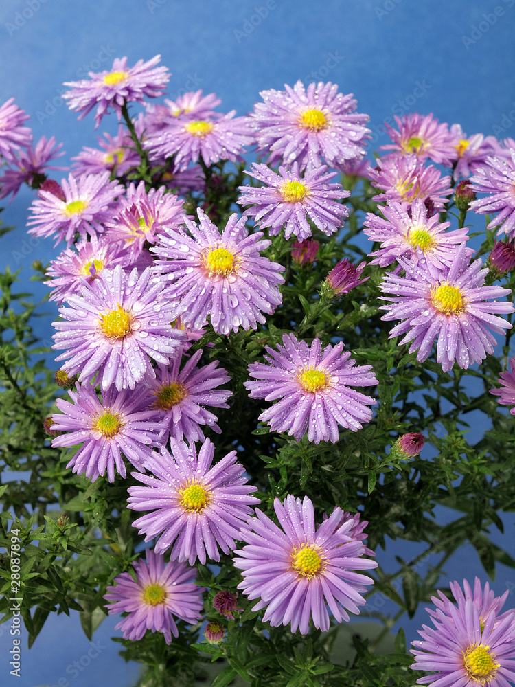 Aster flowers Aster flowers