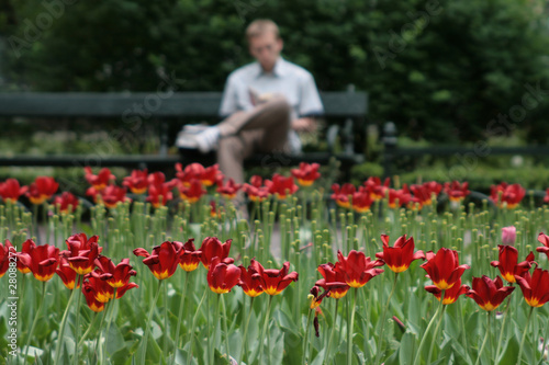 Reading a Book among Tulips