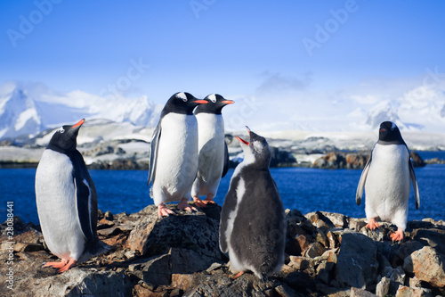 Group of penguins