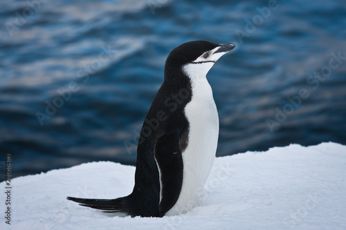 black and white penguin