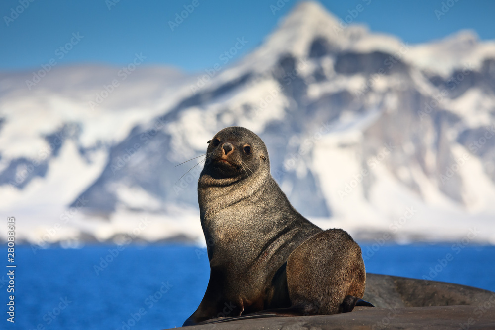 Fototapeta premium brown seal