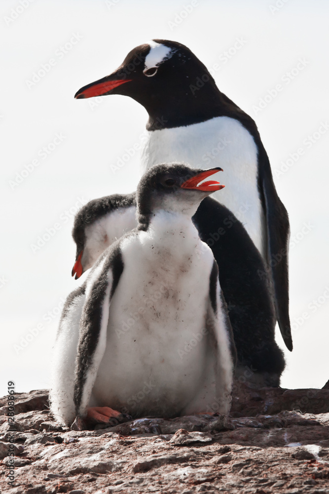 Obraz premium Three penguins in Antarctica