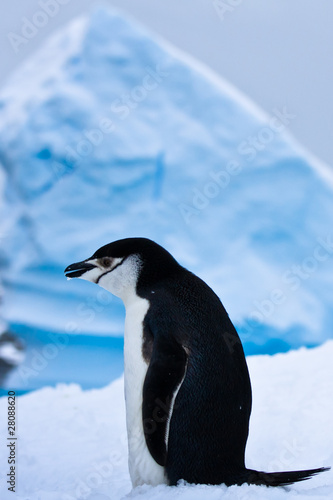 black and white penguin