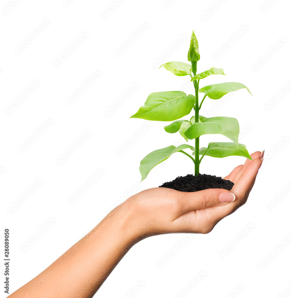Hand with plant Hand with plant