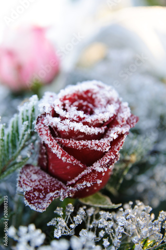 Red rose frozen