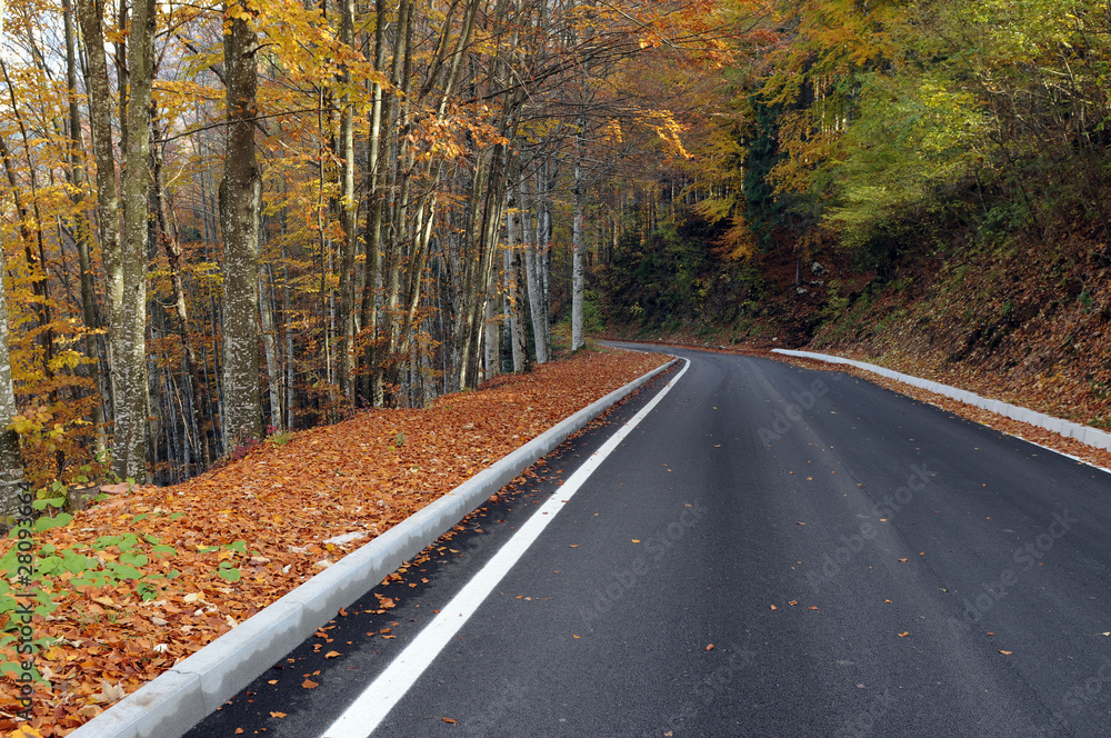 Fototapeta premium strada de cansiglio 376